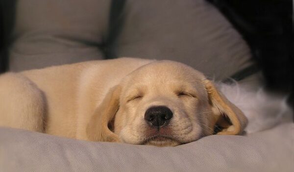 La cremazione per i gli animali 1 {CAPTION}